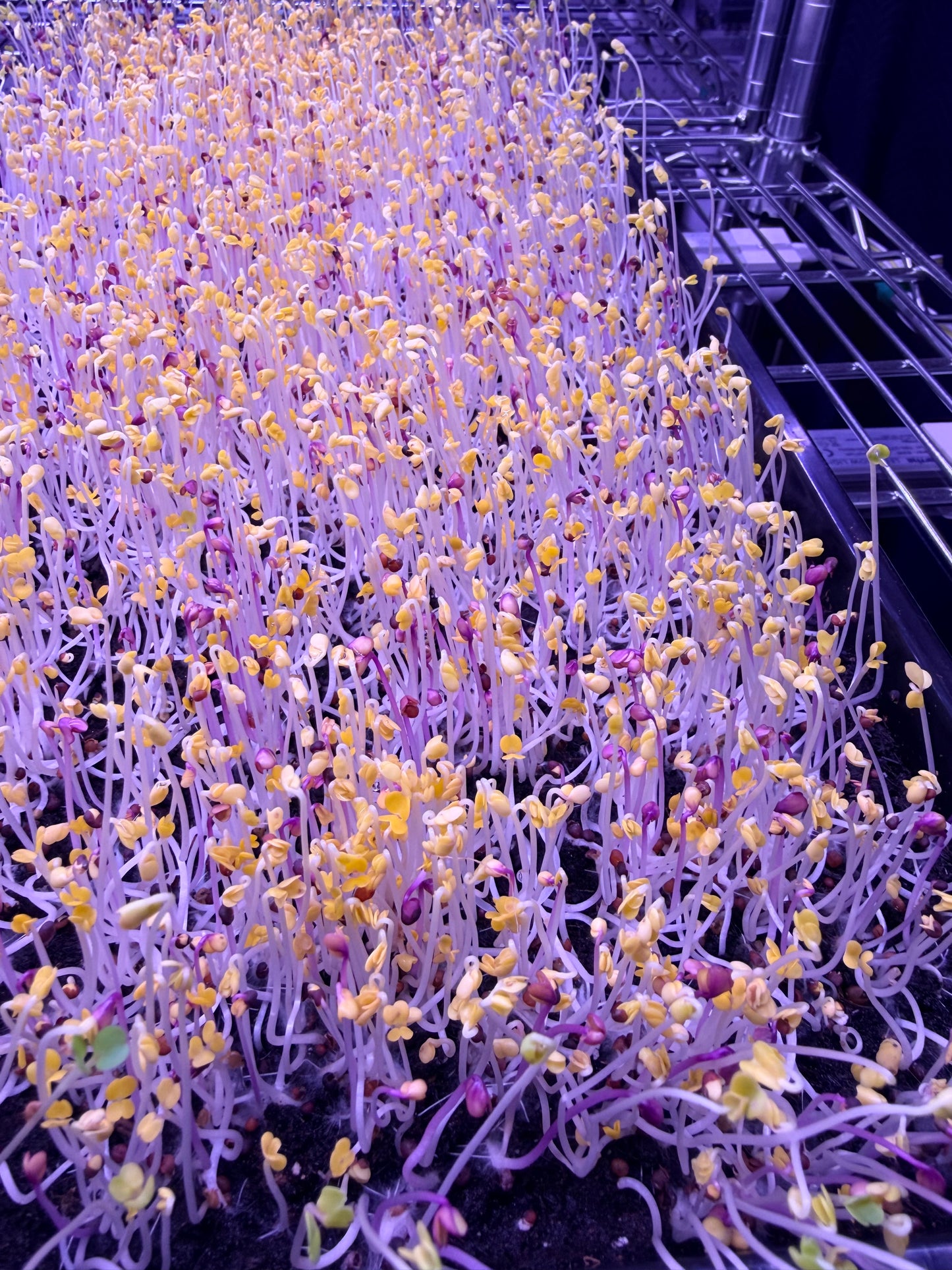 Spicy Salad Mix Microgreens