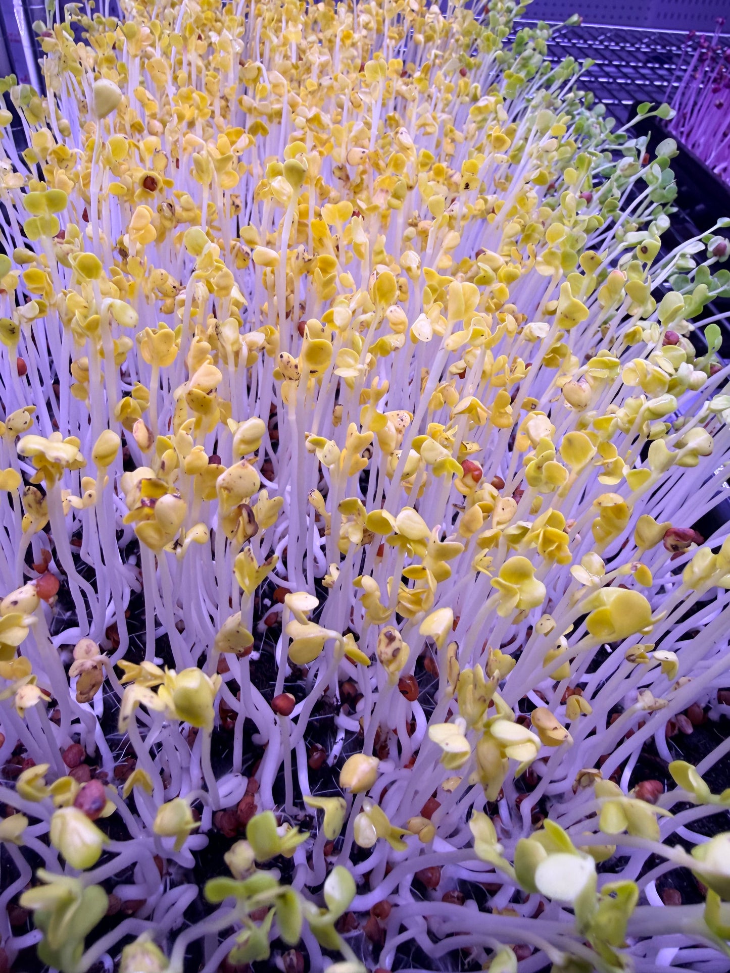 Daikon Radish Microgreens