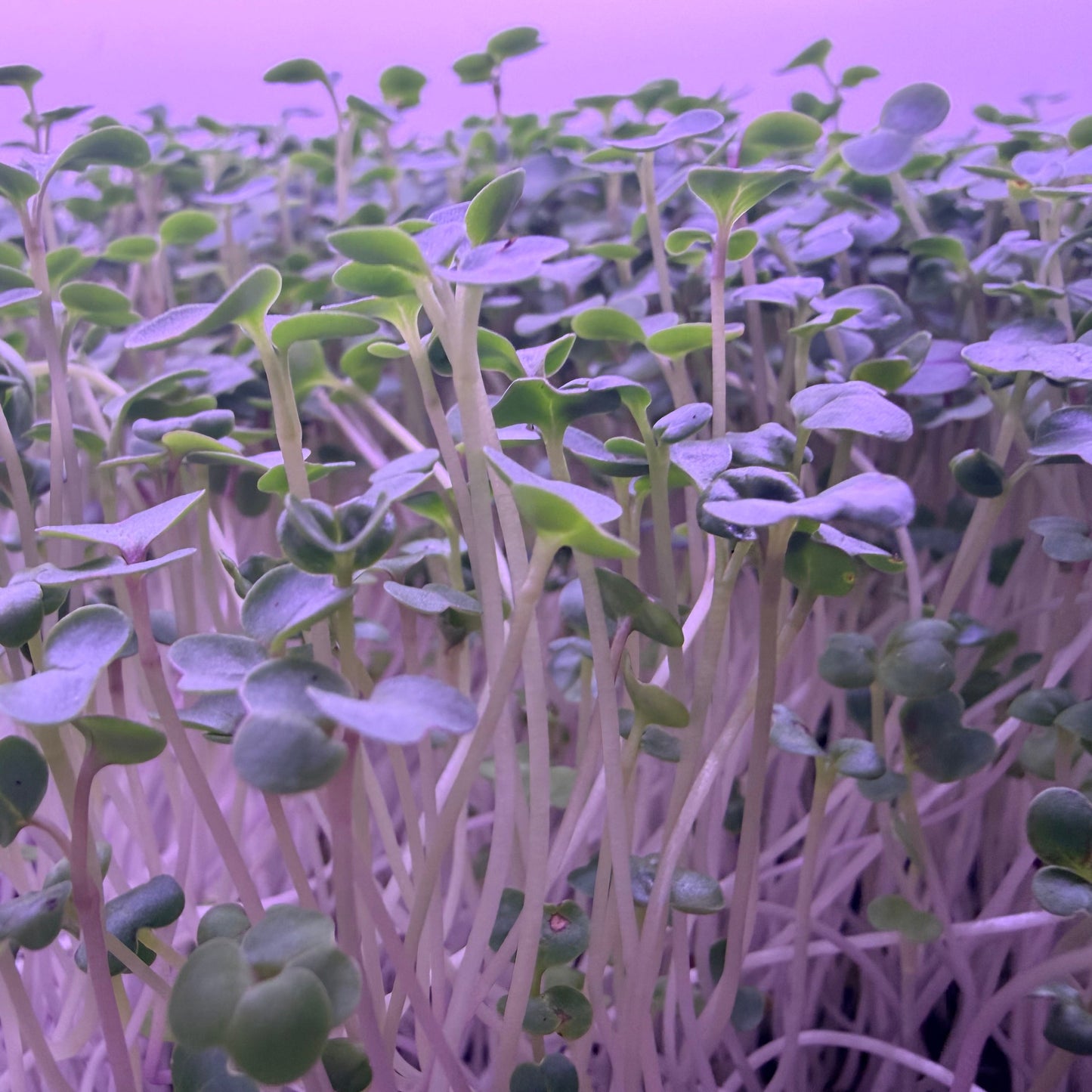 Basic Salad Mix Microgreens