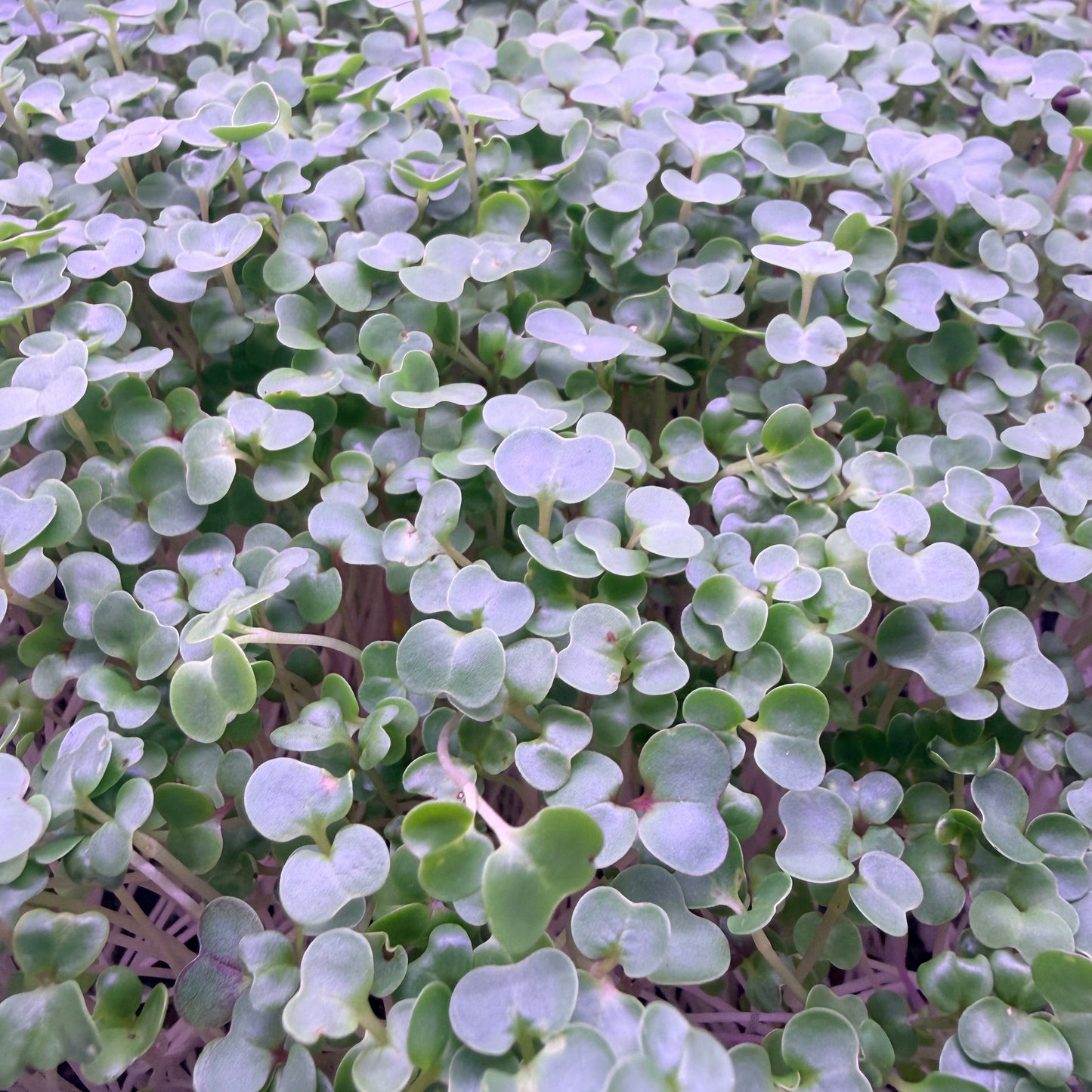 Basic Salad Mix Microgreens