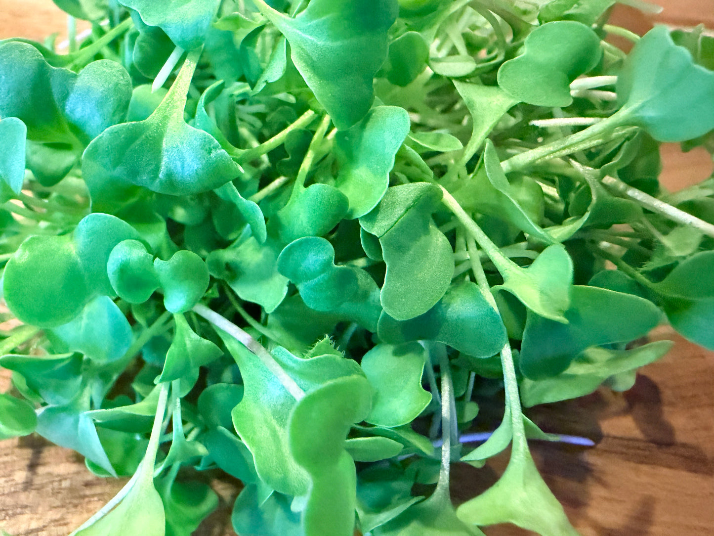 Kale - Vates Blue Scotch Curled