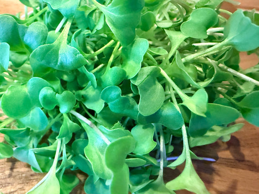 Kale - Vates Blue Scotch Curled