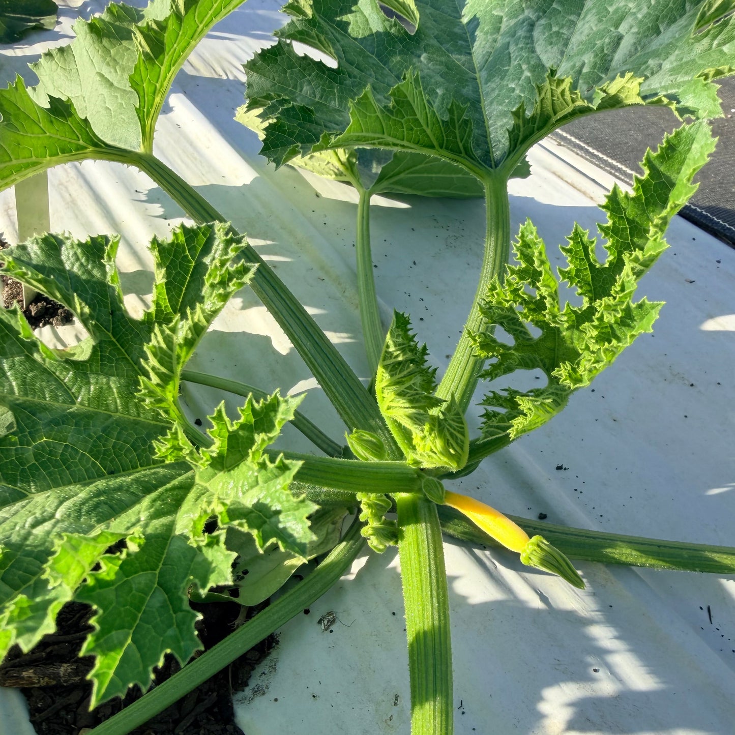 Yellow Zucchini Squash
