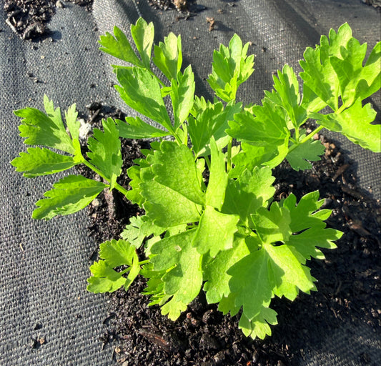 Cutting Celery